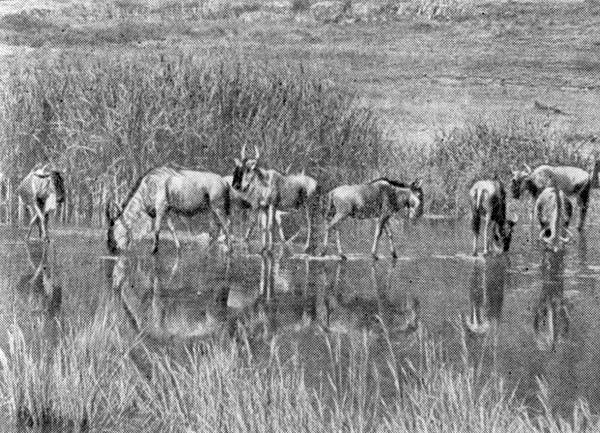 Африканский рай - fuentes0030.jpg