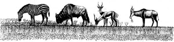 Африканский рай - fuentes0032.jpg