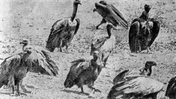 Африканский рай - fuentes0058.jpg