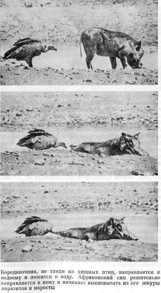 Африканский рай - fuentes0059.jpg