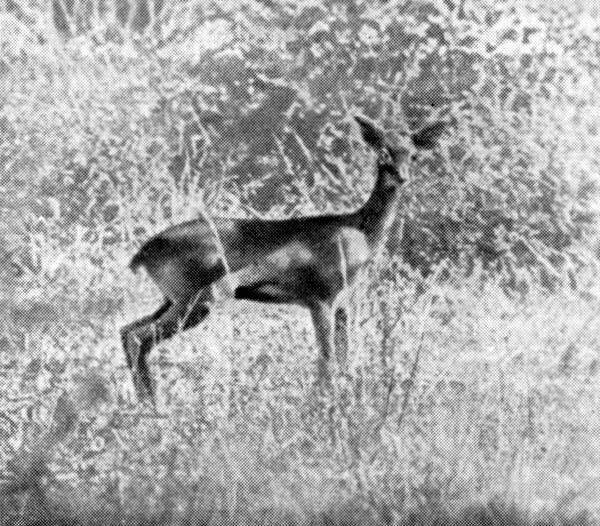 Африканский рай - fuentes0117.jpg