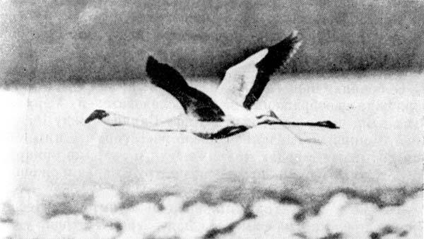 Африканский рай - fuentes0142.jpg