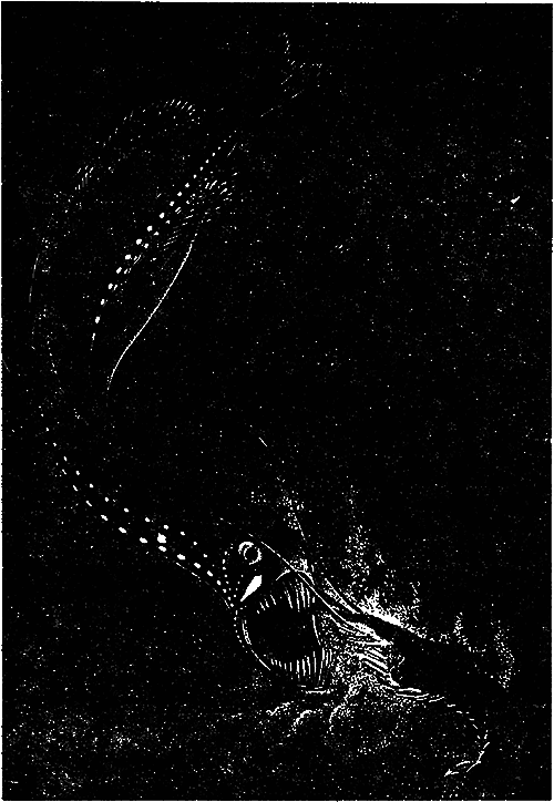 Чувства животных и человека - i_030.png