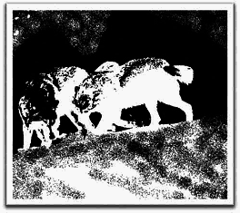 Полукровка - Any2FbImgLoader5