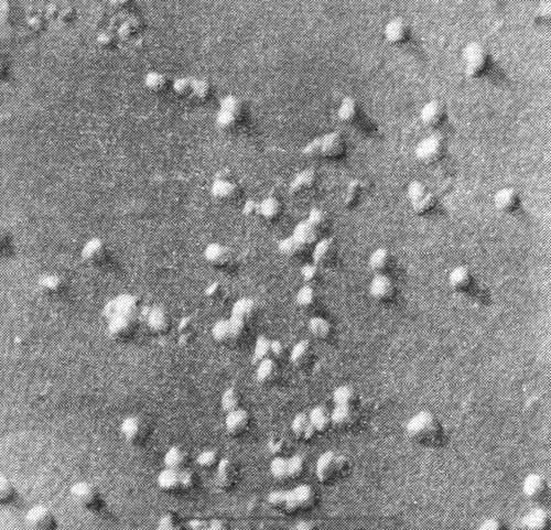 Мир микробов - i_034.jpg