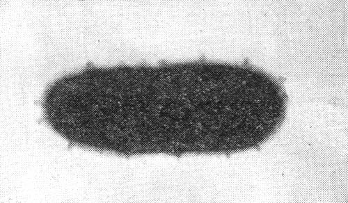 Мир микробов - i_035.jpg