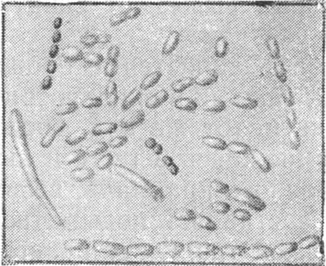 Мир микробов - i_040.jpg