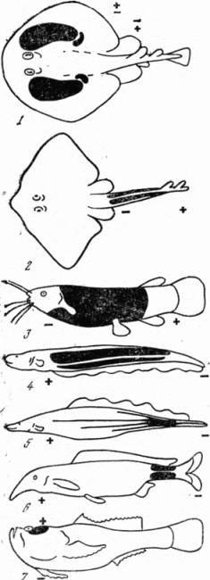 Электричество в жизни рыб - i_002.jpg