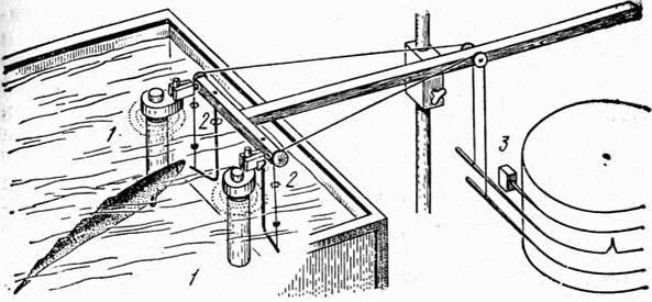 Электричество в жизни рыб - i_017.jpg