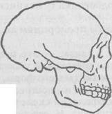 Антропология. Хрестоматия - i_010.jpg