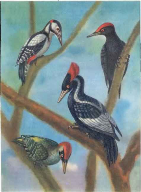 КОАПП! КОАПП! КОАПП! Репортаж о событиях невероятных. Вып. 5 - i_005.jpg