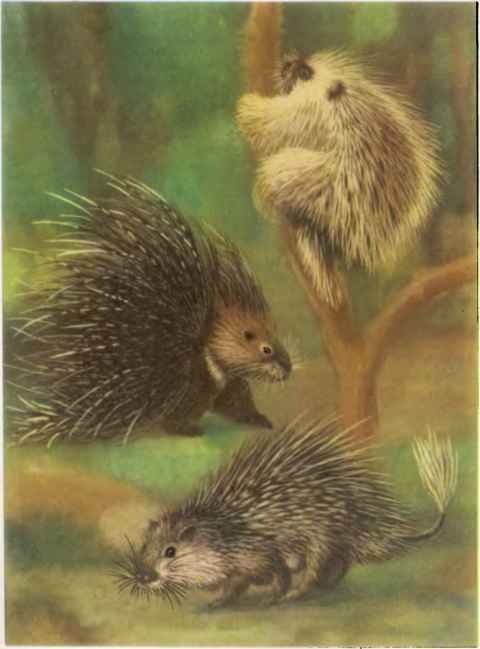 КОАПП! КОАПП! КОАПП! Репортаж о событиях невероятных. Вып. 5 - i_011.jpg