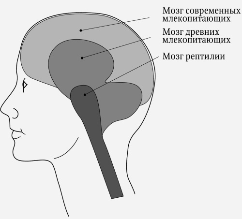 Мозг и счастье. Загадки современной нейропсихологии - i_004.jpg
