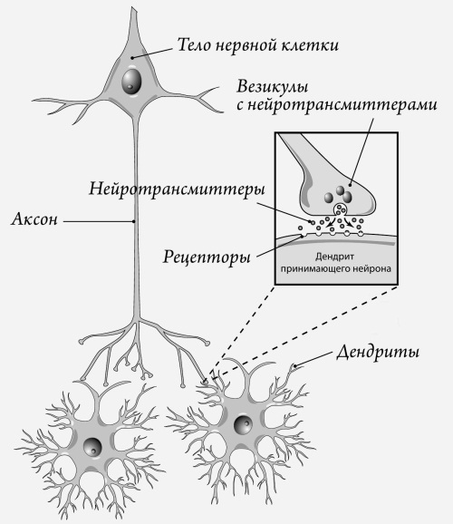 Мозг и счастье. Загадки современной нейропсихологии - i_006.jpg
