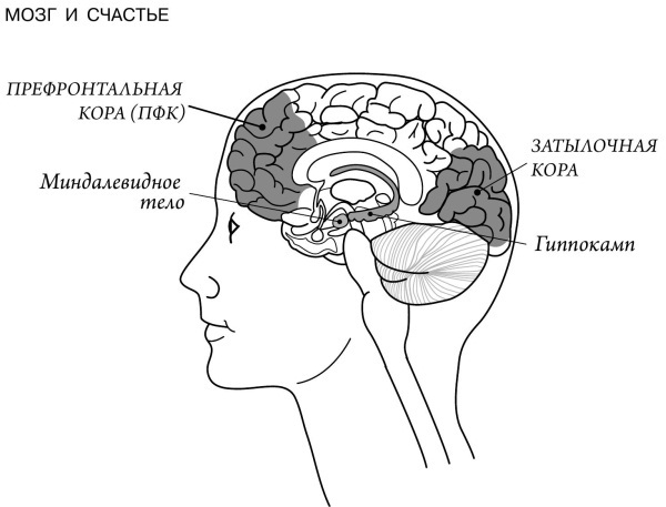 Мозг и счастье. Загадки современной нейропсихологии - i_007.jpg