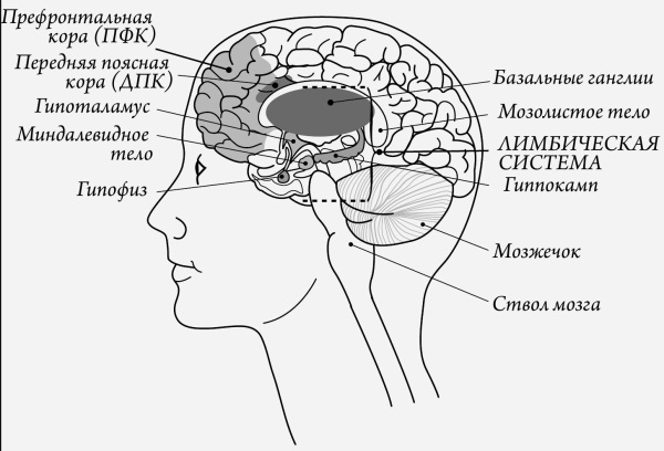Мозг и счастье. Загадки современной нейропсихологии - i_008.jpg