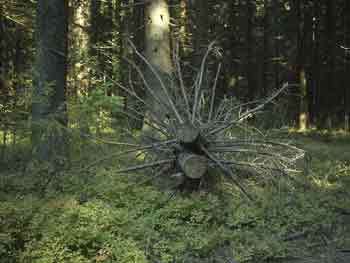 Мой каталог - _238.jpg