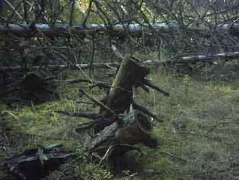 Мой каталог - _239.jpg