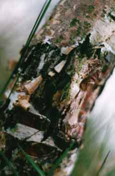 Мой каталог - _3.jpg