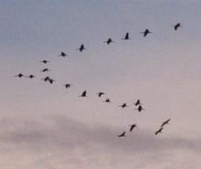 Майя Кристалинская - музыкальный символ поколения - _04.jpg