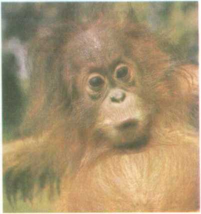 От кобры до медведя гризли - i_006.jpg