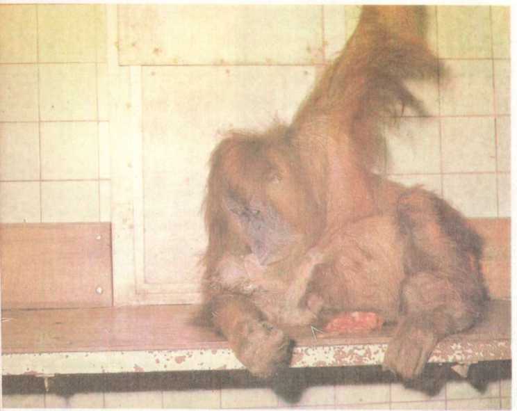 От кобры до медведя гризли - i_007.jpg