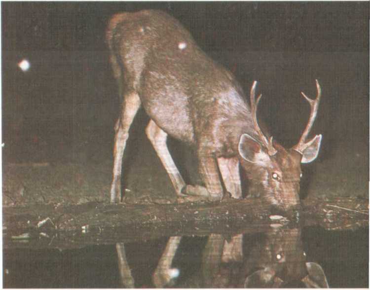 От кобры до медведя гризли - i_040.jpg