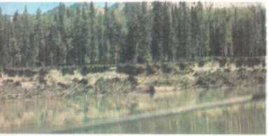 От кобры до медведя гризли - i_046.jpg