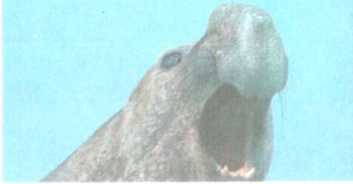 От кобры до медведя гризли - i_077.jpg