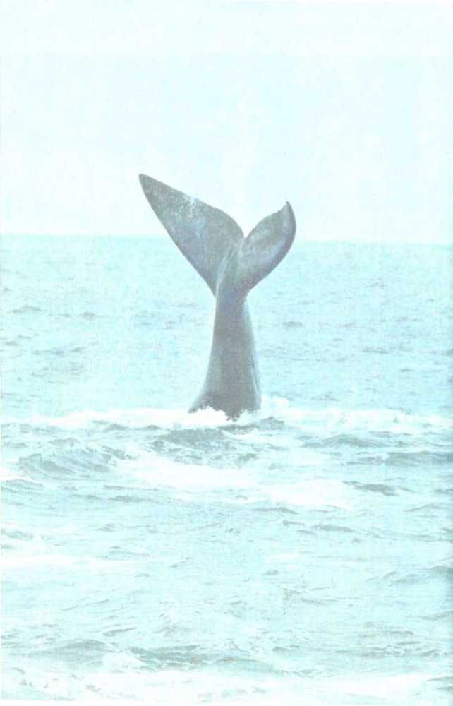 От кобры до медведя гризли - i_096.jpg