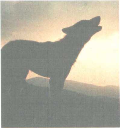 От кобры до медведя гризли - i_100.jpg