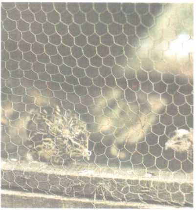 От кобры до медведя гризли - i_104.jpg