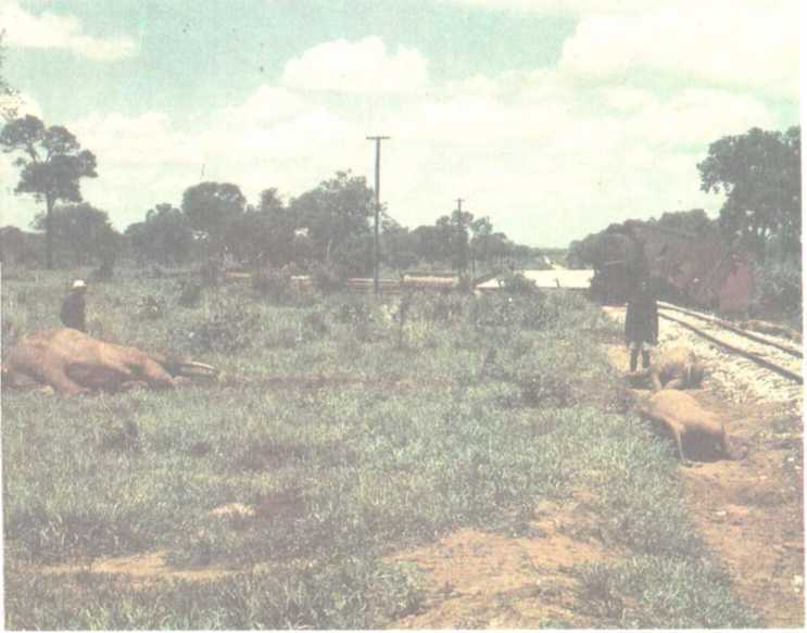 От кобры до медведя гризли - i_110.jpg