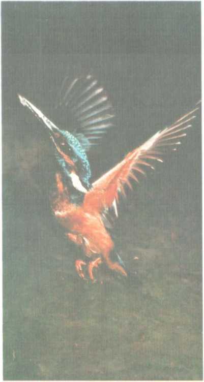 От кобры до медведя гризли - i_115.jpg