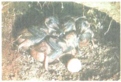 От кобры до медведя гризли - i_117.jpg