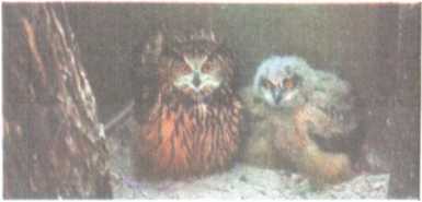 От кобры до медведя гризли - i_119.jpg