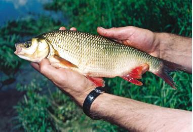 Рыбалка по открытой воде - i_049.jpg