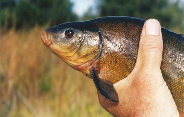 Рыбалка по открытой воде - i_052.jpg