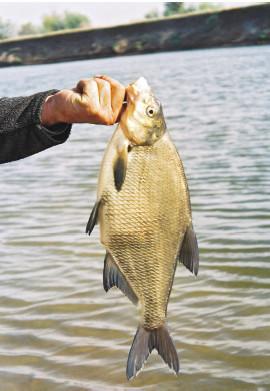 Рыбалка по открытой воде - i_055.jpg