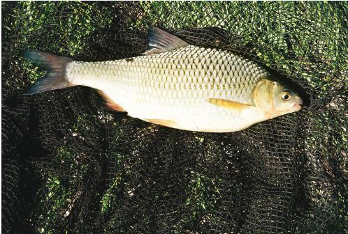 Рыбалка по открытой воде - i_056.jpg