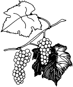 Виноград. Секреты сверхурожая - _03.png