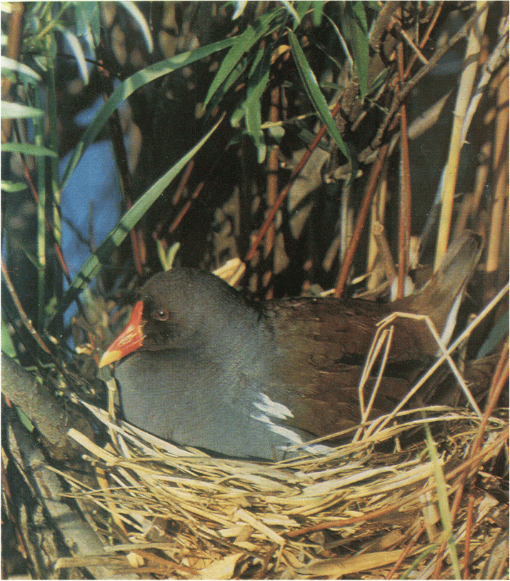 На речных берегах - image066.png