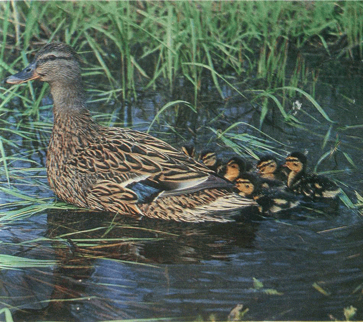 На речных берегах - image074.png