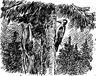 Десять тысяч шагов - img_7.jpeg