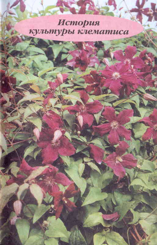 Клематисы - _7eh.jpg