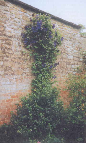 Клематисы - _28eh.jpg