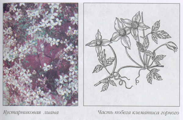 Клематисы - _33eh.jpg