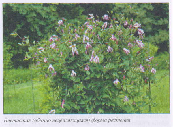 Клематисы - _34eh.jpg