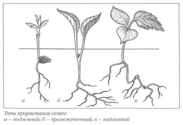 Клематисы - _42eh.jpg