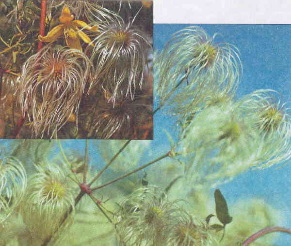 Клематисы - _56eh.jpg